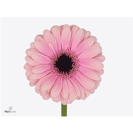 Mini Gerbera Elvis x20 c1880