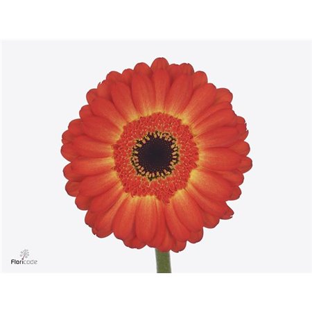 Mini Gerbera Espresso x20 c1882
