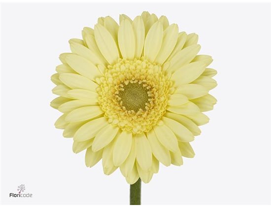 Mini Gerbera Green Tea x20 c1884