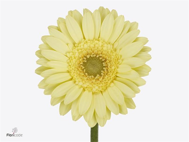 Mini Gerbera Green Tea x20 c1884