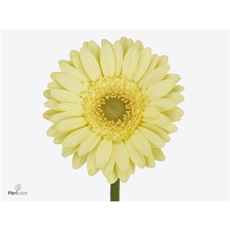Mini Gerbera Green Tea x20 c1884