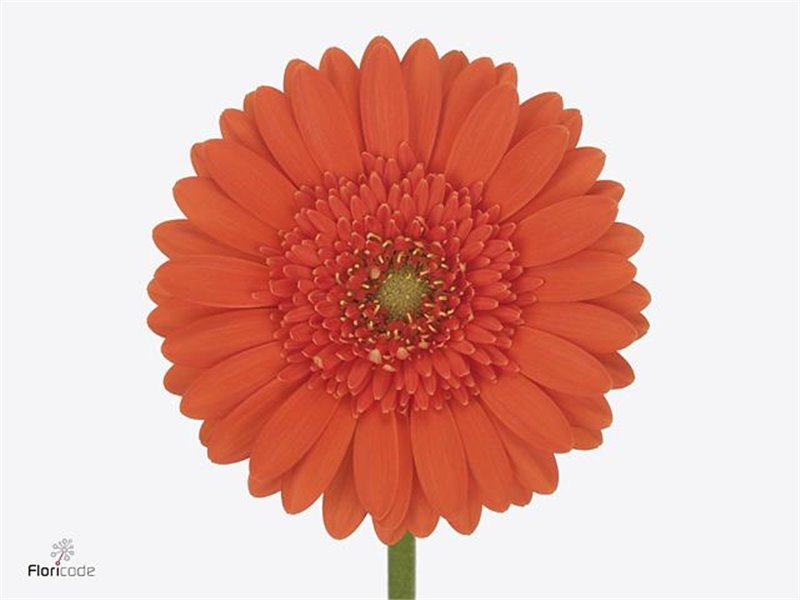 Mini Gerbera Green Tea x20 c1885