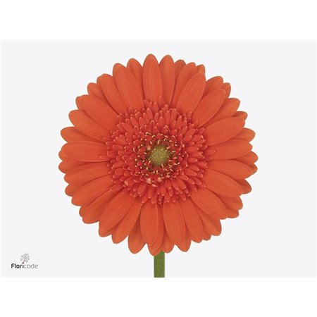 Mini Gerbera Henry x20 c1886