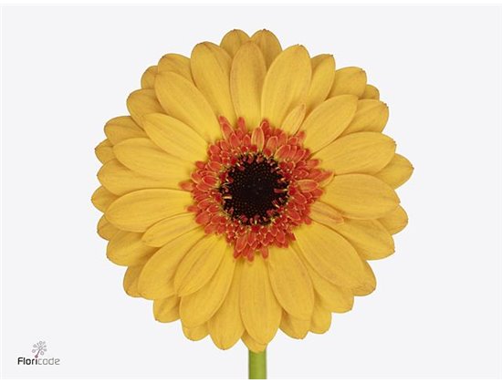 Mini Gerbera Jazzy x20 c1888
