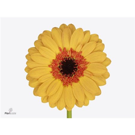 Mini Gerbera Jazzy x20 c1888