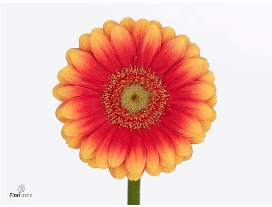 Mini Gerbera Juanita x20 c1889