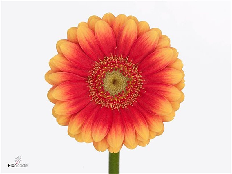 Mini Gerbera Juanita x20 c1889
