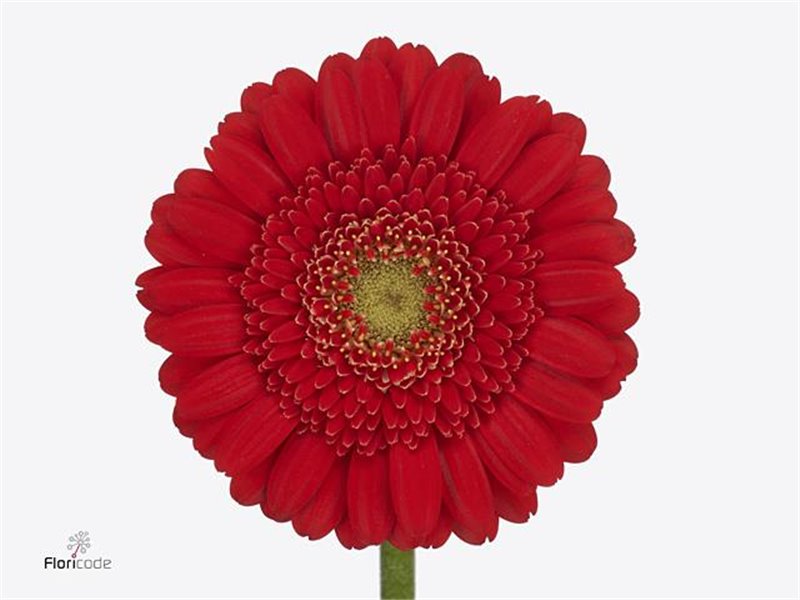 Mini Gerbera Ketchup x20 c1892