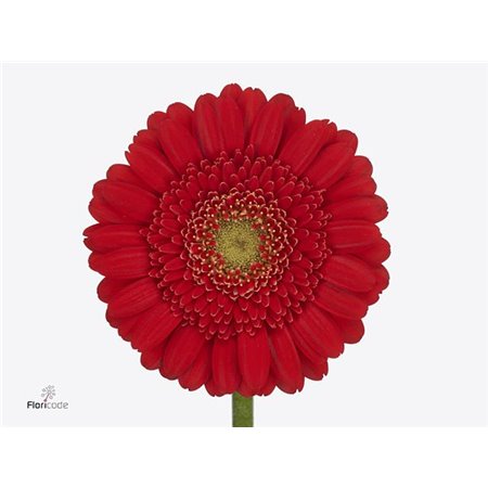 Mini Gerbera Ketchup x20 c1892
