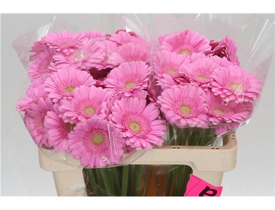 Mini Gerbera Kirstey x20 c1896