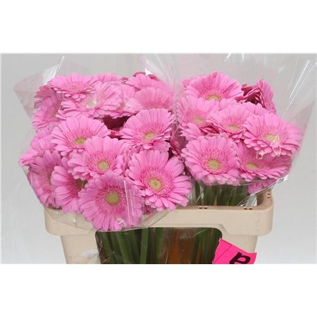 Mini Gerbera Kirstey x20 c1896