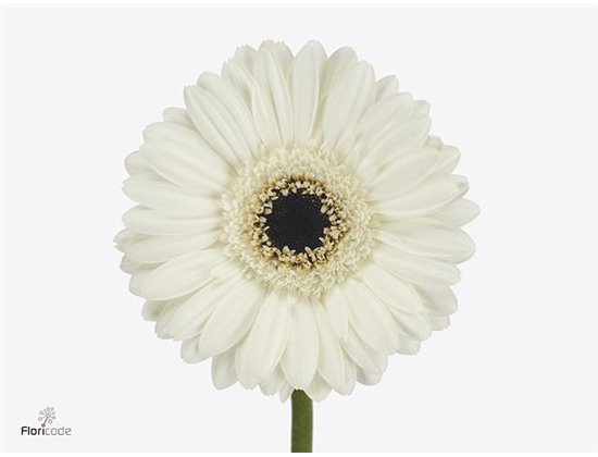 Mini Gerbera Kirstey x20 c1897