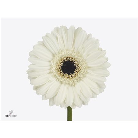 Mini Gerbera Lido X80 Zonder cover c1898