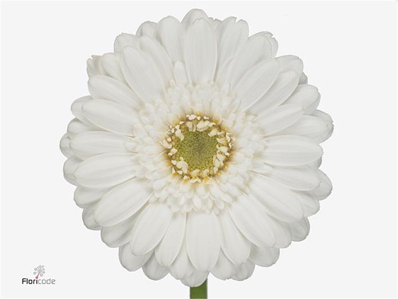 Mini Gerbera Lobby X80 Zonder cover c1900