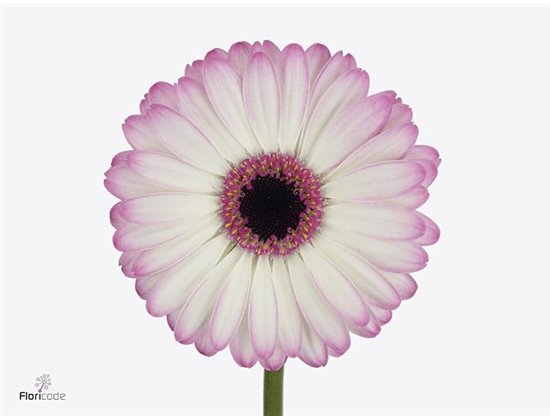 Mini Gerbera Lollipop x20 c1901