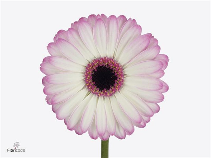 Mini Gerbera Lollipop x20 c1901