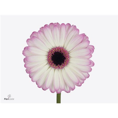 Mini Gerbera Lollipop x20 c1901