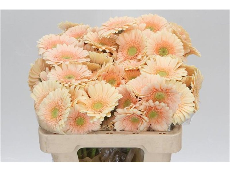 Mini Gerbera Miami x20 c1903