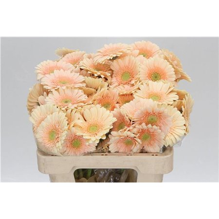 Mini Gerbera Miami x20 c1903