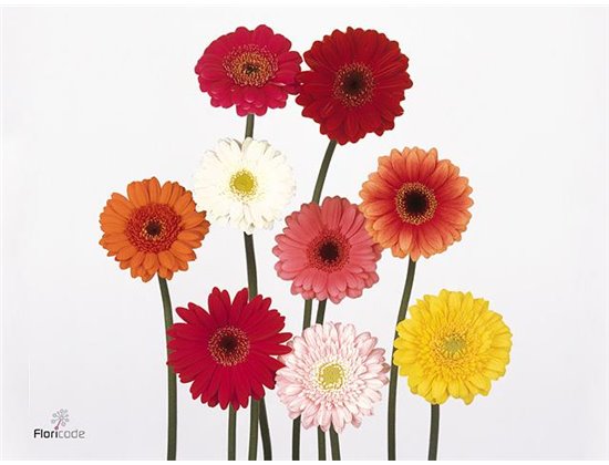 Mini Gerbera Mixed Budget X80 c1904