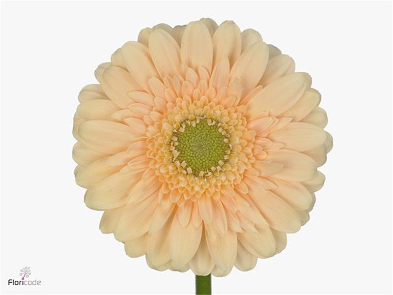 Mini Gerbera Moët x20 c1905