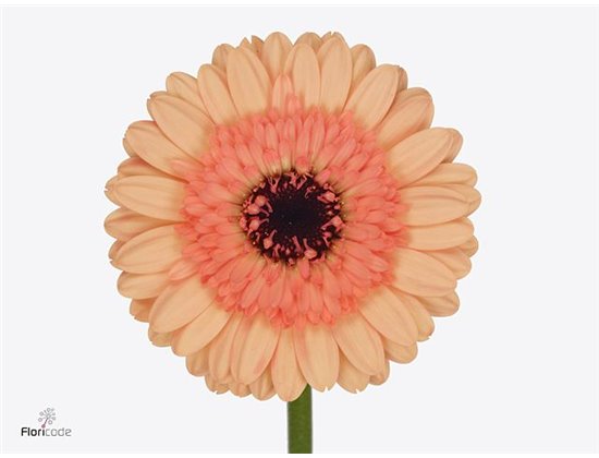 Mini Gerbera Oreo x20 c1907