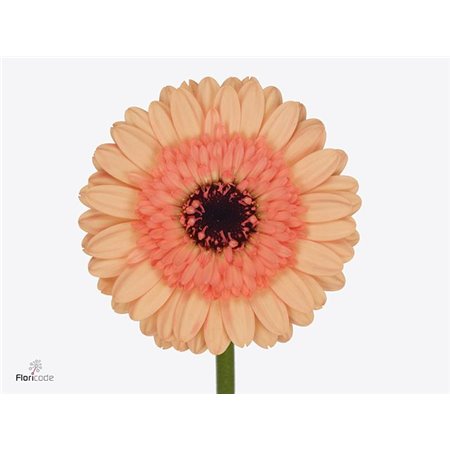 Mini Gerbera Oreo x20 c1907