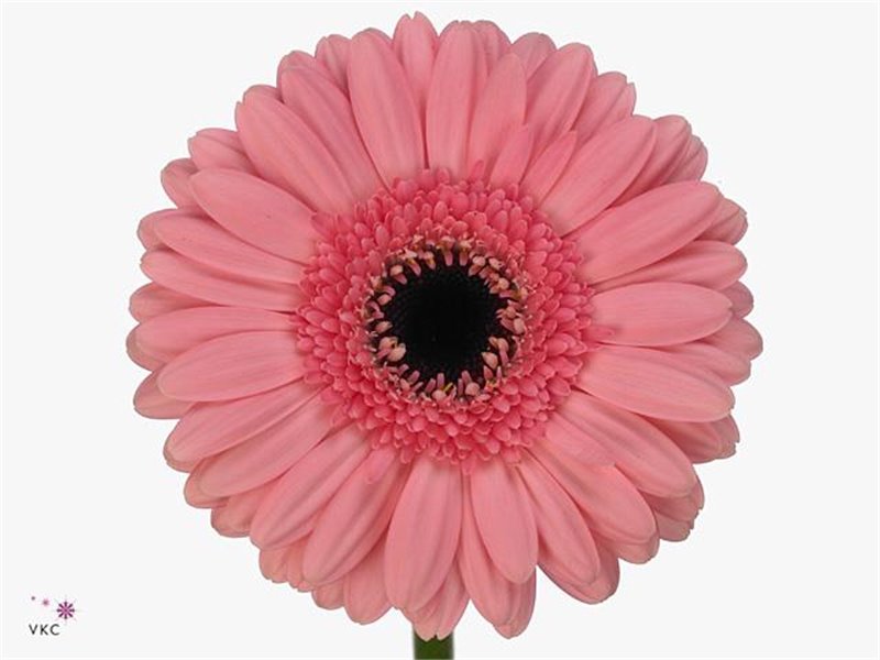 Mini Gerbera Petticoat x20 c1908