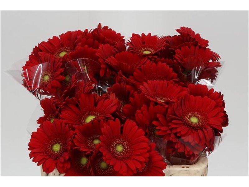 Mini Gerbera Petticoat x20 c1909