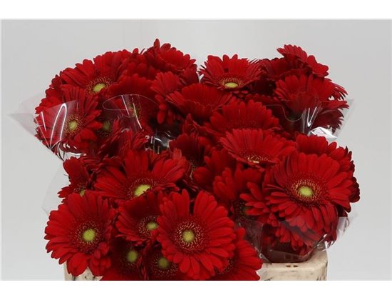 Mini Gerbera Phoenix x20 c1910