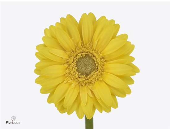 Mini Gerbera Picolini Ancona x20 c1911