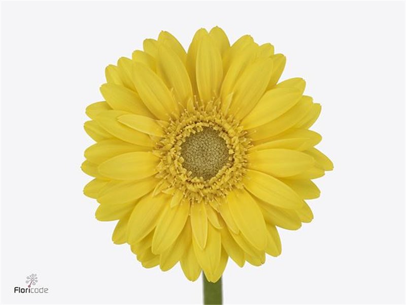 Mini Gerbera Picolini Ancona x20 c1911