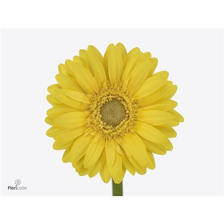 Mini Gerbera Picolini Ancona x20 c1911