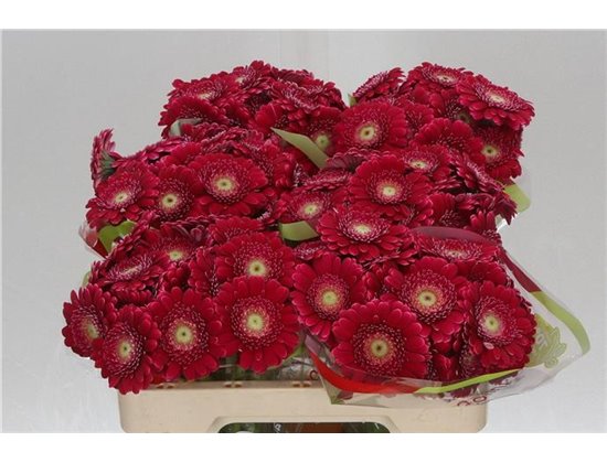 Mini Gerbera Picolini Ditella x20 c1912