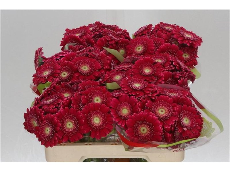 Mini Gerbera Picolini Ditella x20 c1912