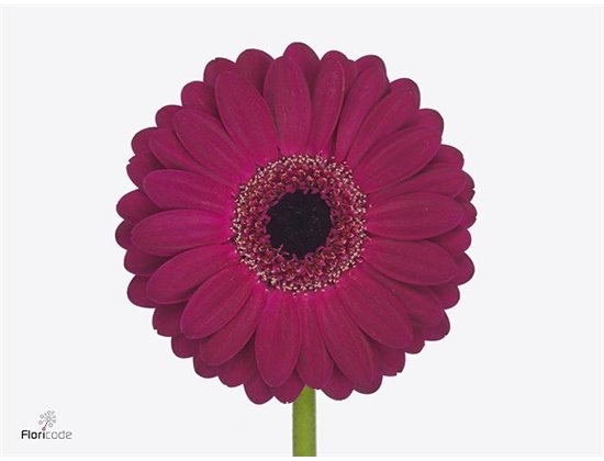 Mini Gerbera Platini x20 c1914