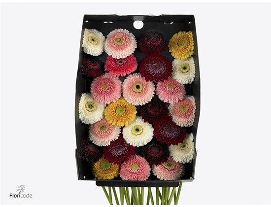 Mini Gerbera Pom Mixed per Bunch x20 c1916