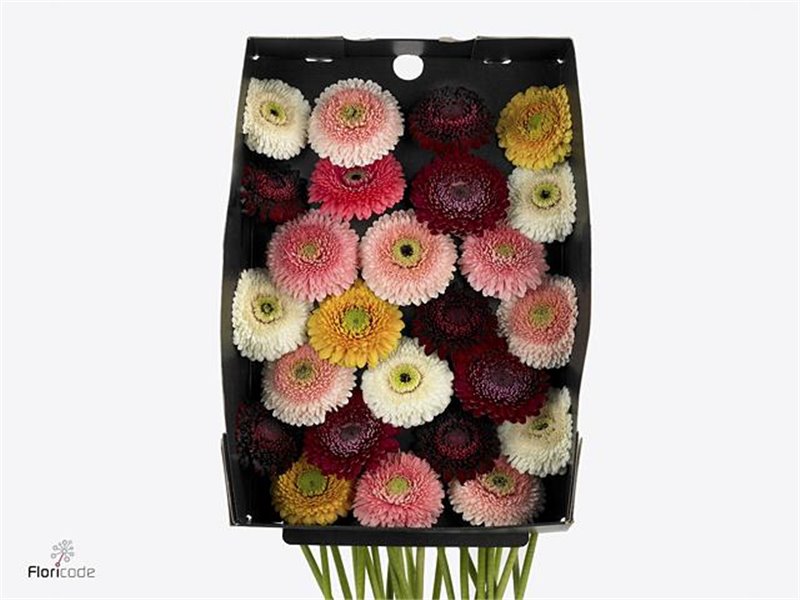 Mini Gerbera Pom Mixed per Bunch x20 c1916