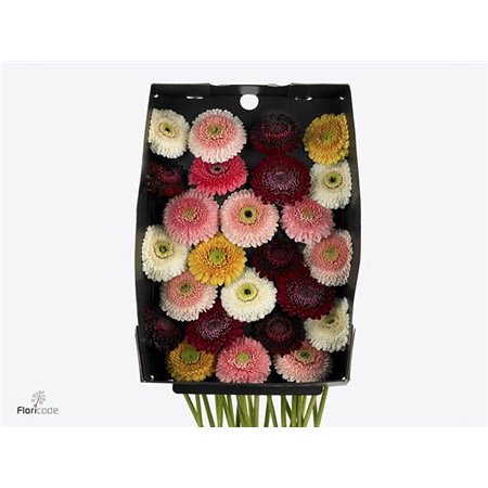 Mini Gerbera Pom Mixed per Bunch x20 c1916