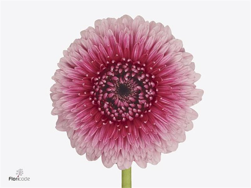 Mini Gerbera Pomponi Choochoo X60 c1918