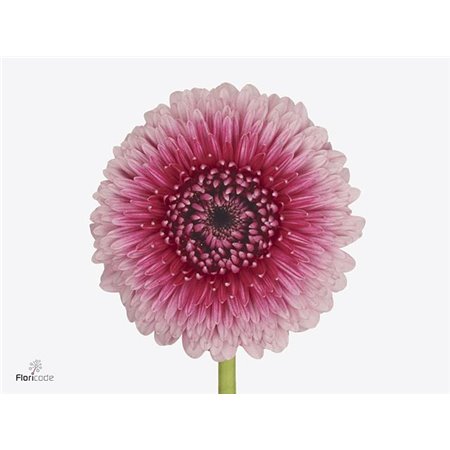 Mini Gerbera Pomponi Choochoo X60 c1918