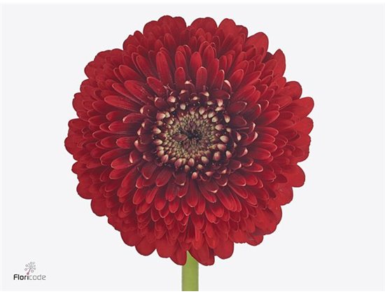 Mini Gerbera Pomponi Floyd x20 c1920