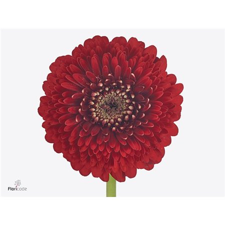 Mini Gerbera Pomponi Floyd x20 c1920