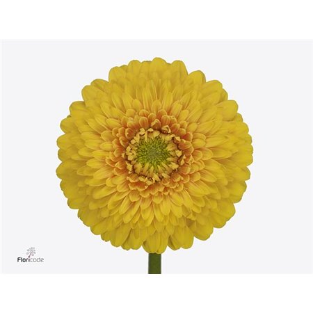 Mini Gerbera Pomponi Sunlight x20 c1925