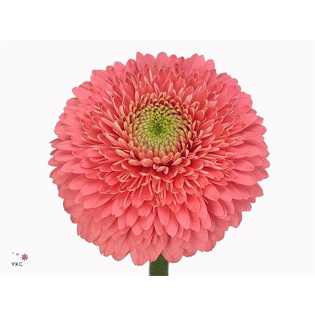 Mini Gerbera Pomponi Ter Cupid x20 c1926