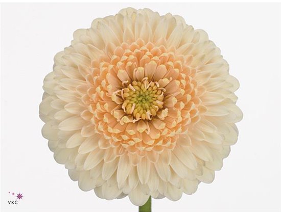 Mini Gerbera Pomponi Terra Maga x20 c1927