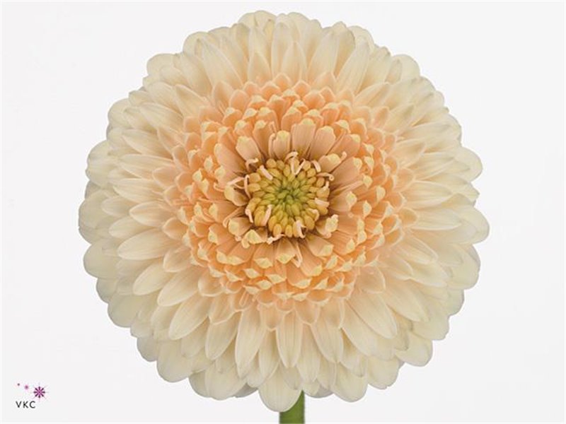 Mini Gerbera Pomponi Terra Maga x20 c1927