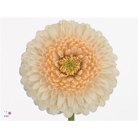 Mini Gerbera Pomponi Terra Maga x20 c1927