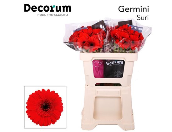 Mini Gerbera Red Ruby x20 c1929