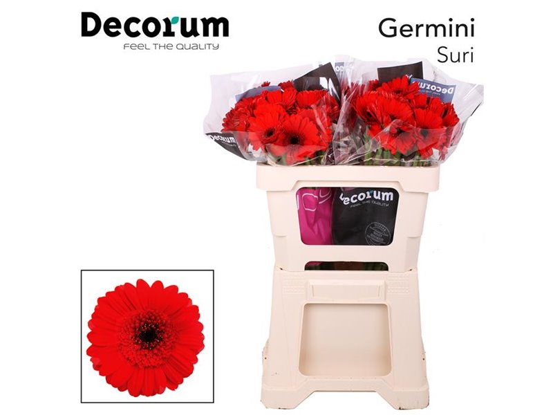 Mini Gerbera Red Ruby x20 c1929